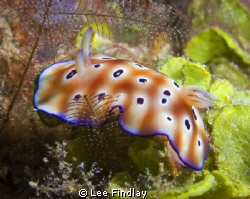 chromodoris leoparda shot at Derawan pier with an Oly 506... by Lee Findlay 